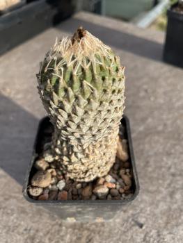 Encephalocarpus strobiliformis